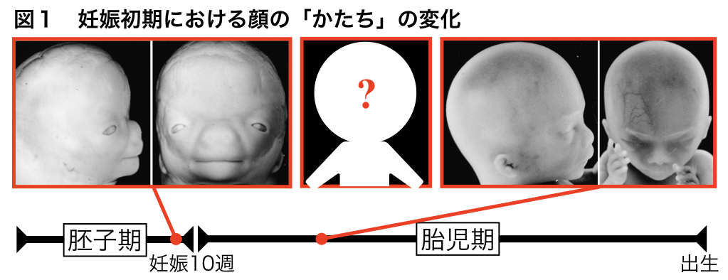 顔面先天異常に関する基礎研究 京都大学医学部附属病院 形成外科